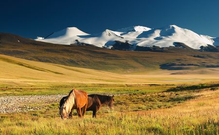 photo de mongolie