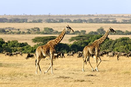 Explorations du Kenya 100% Safari 12J/09N - 2023