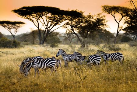 Kenya - Circuit Explorations du Kenya 100% Safari