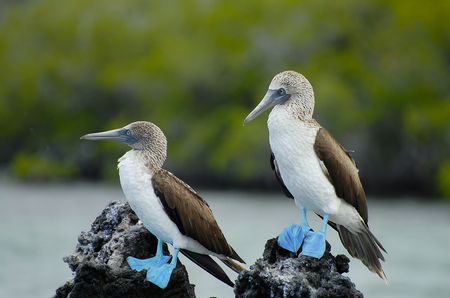 Splendeurs De L'equateur & Extension Galapagos Terrestre 15j/13n - 2023 - Photo