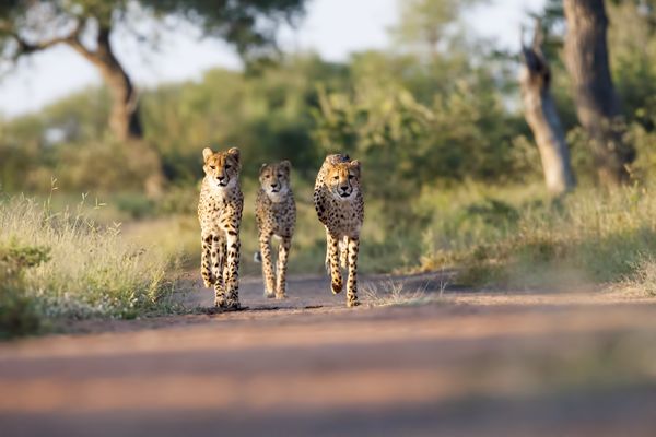 Afrique du Sud - Circuit Splendeurs du Parc Kruger