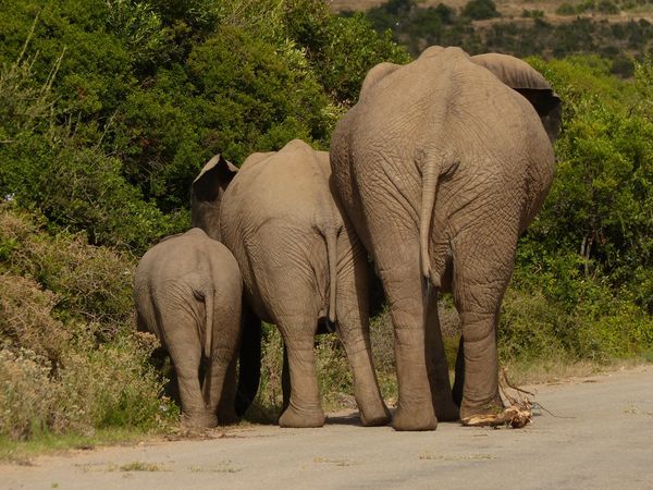 Afrique du Sud - Circuit Splendeurs du Parc Kruger