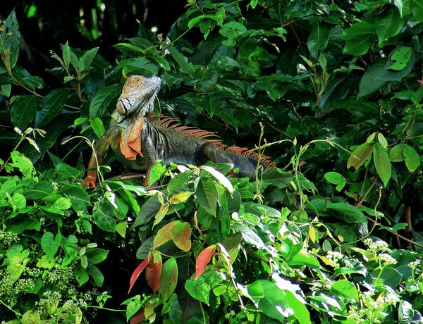 Autotours Splendeurs du Costa Rica & extension Parc National de Tortugerro 13J/11N - 2024 3 *
