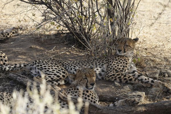 Merveilles Du Kenya Samburu En Rendez-vous Sur Place 08j/07n - 2027 - Limité À 6 Pers./véhicule - 1